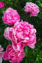 pink rose bush