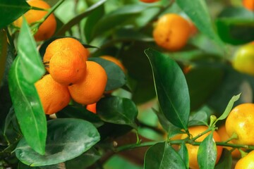 oranges on tree