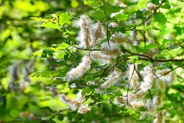 green leaves in spring