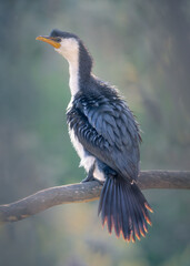 A backlit, wild little pied cormorant (Microcarbo melanoleucos) perched on a branch and framed by blurred woodland vegetation, Australia
