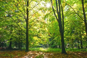 Fototapeta premium autumn in the park