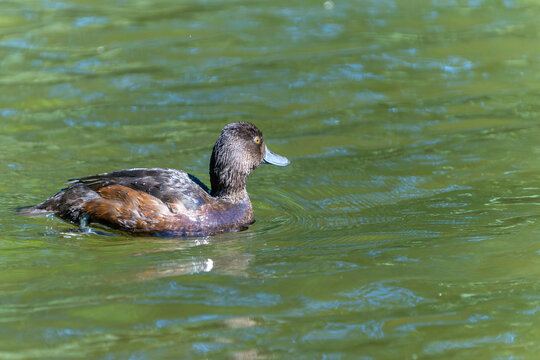 New Zealand scaup or Aythya novaeseelandiae with it's golden eyes and blue beak on lake