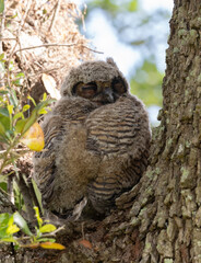Close Up of a Sleeping Great Horned Owlet in the Crook of a Tree