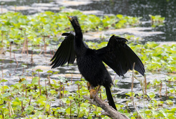 An Anhinga Perched on a Stump with Outstretched Wings in a Pond Filled with Water Hyacinth