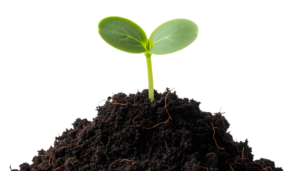 Small green sprout growing from soil isolated on transparent background