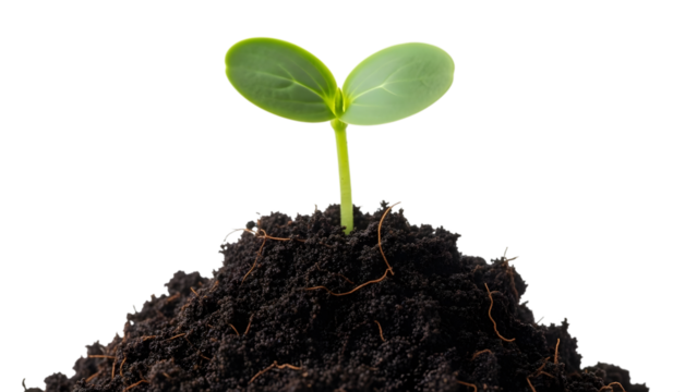Small green sprout growing from soil isolated on transparent background