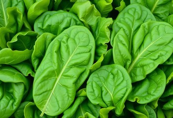 Vibrant green spinach leaves, fresh and healthy, organic, produce