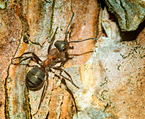 ant on the wood