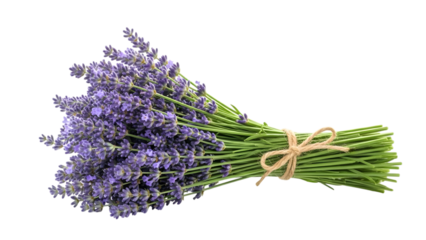 Fresh lavender bunch tied with twine isolated on transparent background