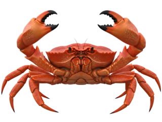 Intricate 3d rendering of a vibrant orange crab with raised claws, showcasing detailed texture and segmented legs against a clean white background, perfect for marine life and food industry visuals.