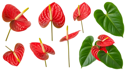 Collection of vibrant red anthurium flowers with glossy heart-shaped spathes and yellow spadices, isolated on transparent background, showcasing lush green leaves, perfect for botanical design