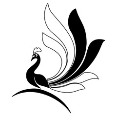 Peacock Illustration