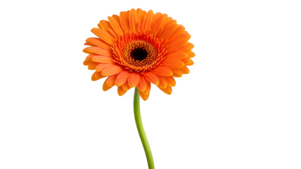Vibrant orange gerbera daisy flower blossom isolated on transparent background