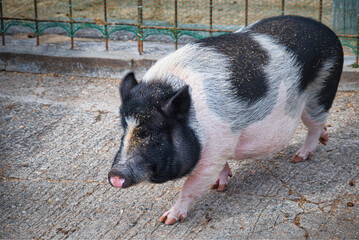 観光牧場にいたブタさんたち