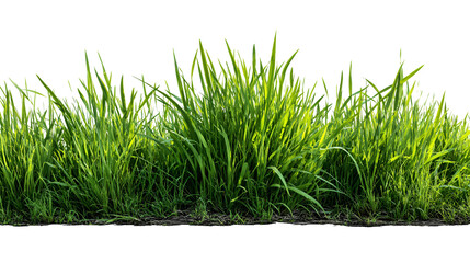 Obraz premium Lush green grass growing from soil isolated on transparent background
