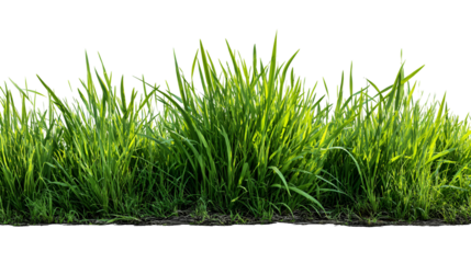 Lush green grass growing from soil isolated on transparent background