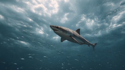 Fototapeta premium A tiger shark swims powerfully through the deep blue ocean with a school of fish fleeing below stormy clouds