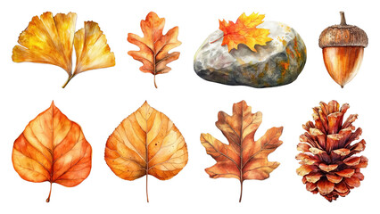 Obraz premium PNG Autumn leaves acorn pinecone illustration, element set on transparent background