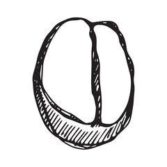 Hand drawn fresh roasted coffee bean Arabica robusta seed doodle Single element for print, web, design, decor