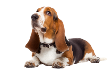 Basset hound dog lying down isolated on transparent background