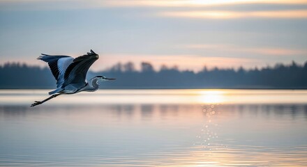A grey heron flies over a calm lake at sunset, with the sun reflecting on the water.