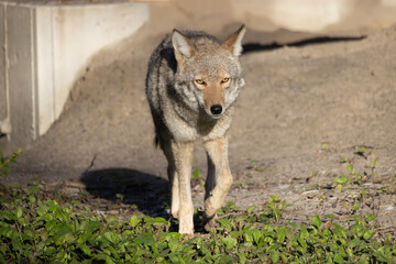 North American coyote Canis latrans prowling around a construction site in southern Ontario Canada horizontal orientation