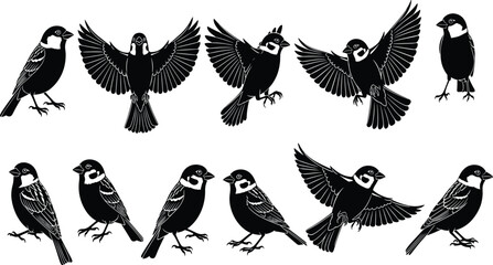 Collection of black silhouette sparrows in various poses on white background bird