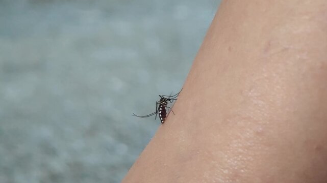 A close-up of a mosquito feeding on human skin.	