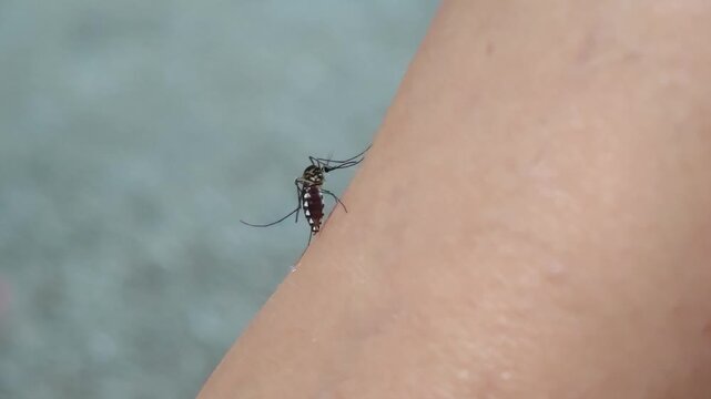 A close-up of a mosquito feeding on human skin.	