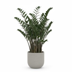 Potted houseplant featuring green leaves, perfect for home decoration and botany growth