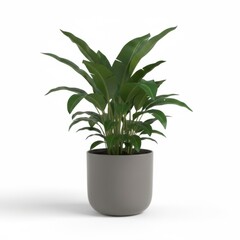 Isolated green houseplant in a decorative flowerpot for home gardening and interior decoration