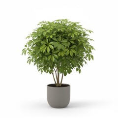 Green small potted ficus houseplant with foliage on a white background