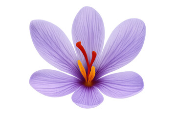 Fototapeta premium Saffron crocus flower blossom with purple petals and red stigmas, producing valuable spice, transparent background illustration