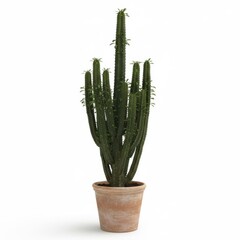 Green houseplant succulent cactus in a flowerpot isolated on white for home decoration and botany