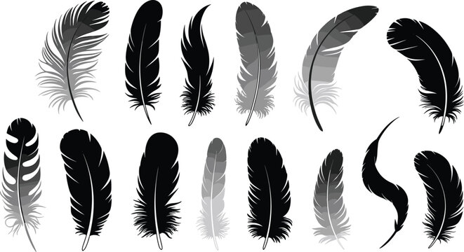 Feather silhouette vector, bird feathers illustration, black and grey design, natural decoration element, soft plumage clipart, isolated icons