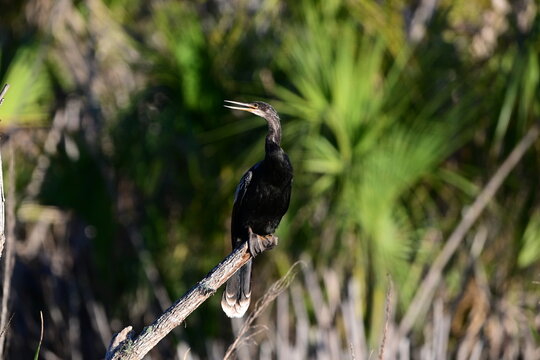 anhinga perched on a tree limb in the Terra Ceia Preservere Palmetto, Florida