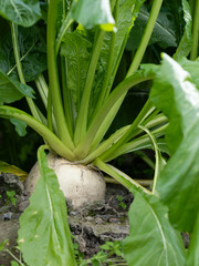 冬の畑のスグキ菜