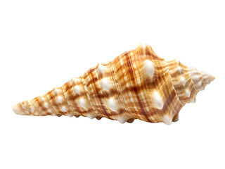 Obraz premium A detailed studio shot showcases a spiral seashell with a beige and brown striped pattern and raised white nodules, isolated against a plain background.