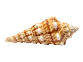 A detailed studio shot showcases a spiral seashell with a beige and brown striped pattern and raised white nodules, isolated against a plain background.