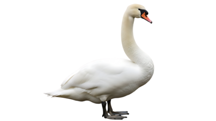 Elegant white swan with graceful neck standing, isolated on a clean white background, symbolizing purity, beauty, and tranquility in nature.