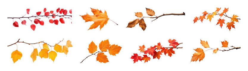 Obraz premium PNG Vibrant autumn leaves on branches, element set on transparent background