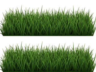 Two rows of realistic green grass rendered with a transparent background, creating a natural and vibrant border for outdoor scenes and designs