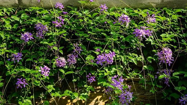Purple clematis flowers growing on a stone wall in bright sunlight