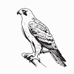 Regal Falcon on Wood Branch Vector Design on white background