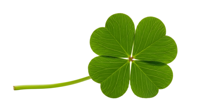 Single green four leaf clover isolated on transparent background