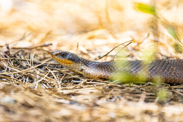 Beautiful Eastern Hognose Snake Crawling Through Sandy Soil