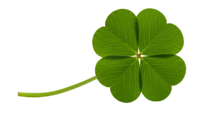 A vibrant green four leaf clover isolated on transparent background