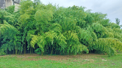 Bosquet de bambous g&eacute;ants. Certains plient sous le poids de leur feuillage.