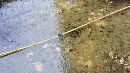 Il pleut, il mouille, c'est la f&ecirc;te &agrave; la grenouille. Une rainette s'est r&eacute;fugi&eacute;e sur un bambou.