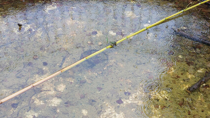 Il pleut, il mouille, c'est la f&ecirc;te &agrave; la grenouille. Une rainette s'est r&eacute;fugi&eacute;e sur un bambou.